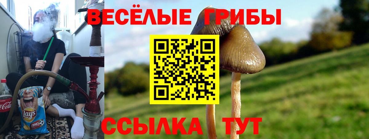 купить   Вход с VPN  Братск  Галлюциногенные грибы GOLDEN TEACHER 